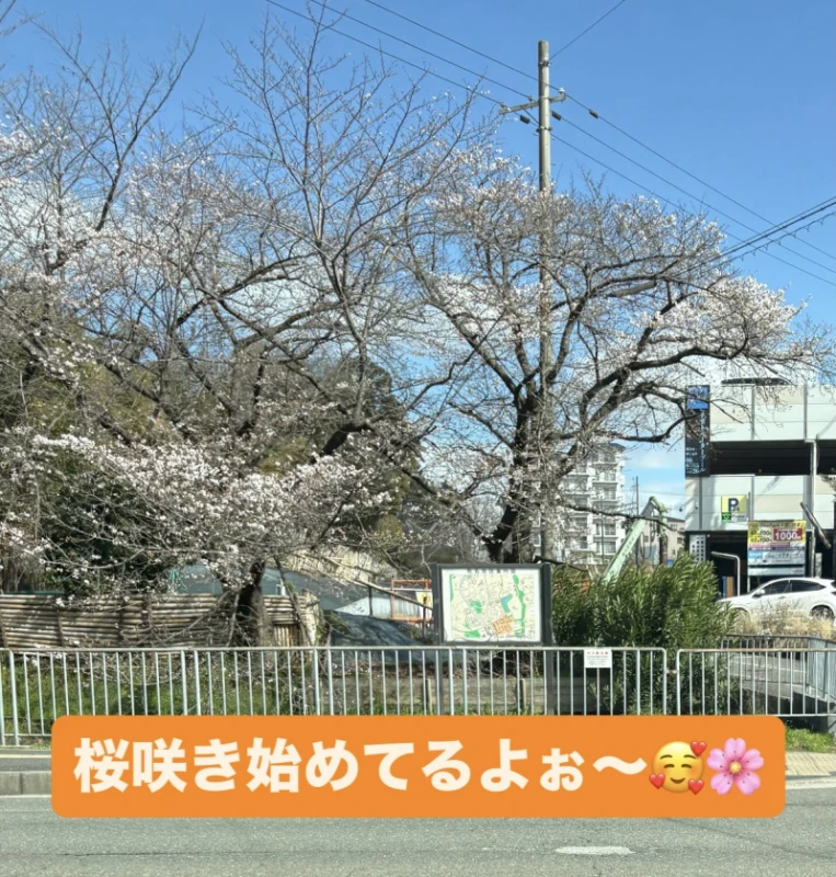 桜が咲き始めてるぅ〜♪